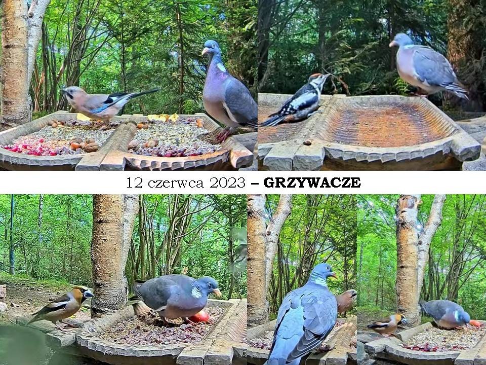livebirdspoland_0c4c38a4900aae824f8df6b831dae249.jpg