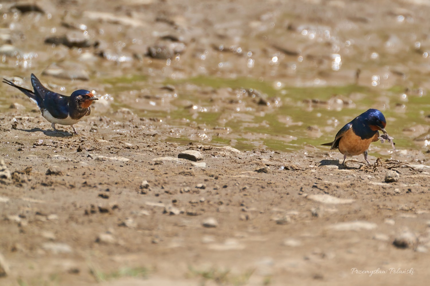 livebirdspoland_a07f626f88ac4237d8d4c7b5967cbf15.jpg