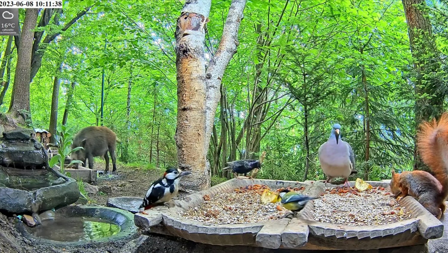 livebirdspoland_675c253e3cd57f012d53b84650d73860.jpg