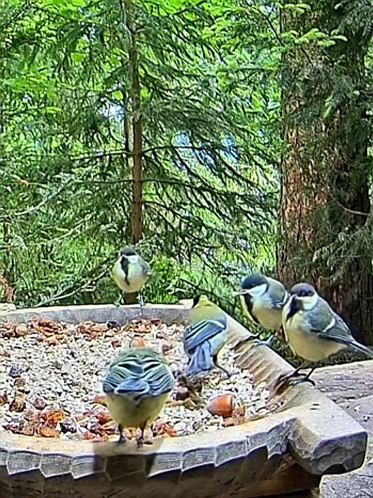 livebirdspoland_2486a031c35c2a77cc831a6dcdc72b1b.jpg