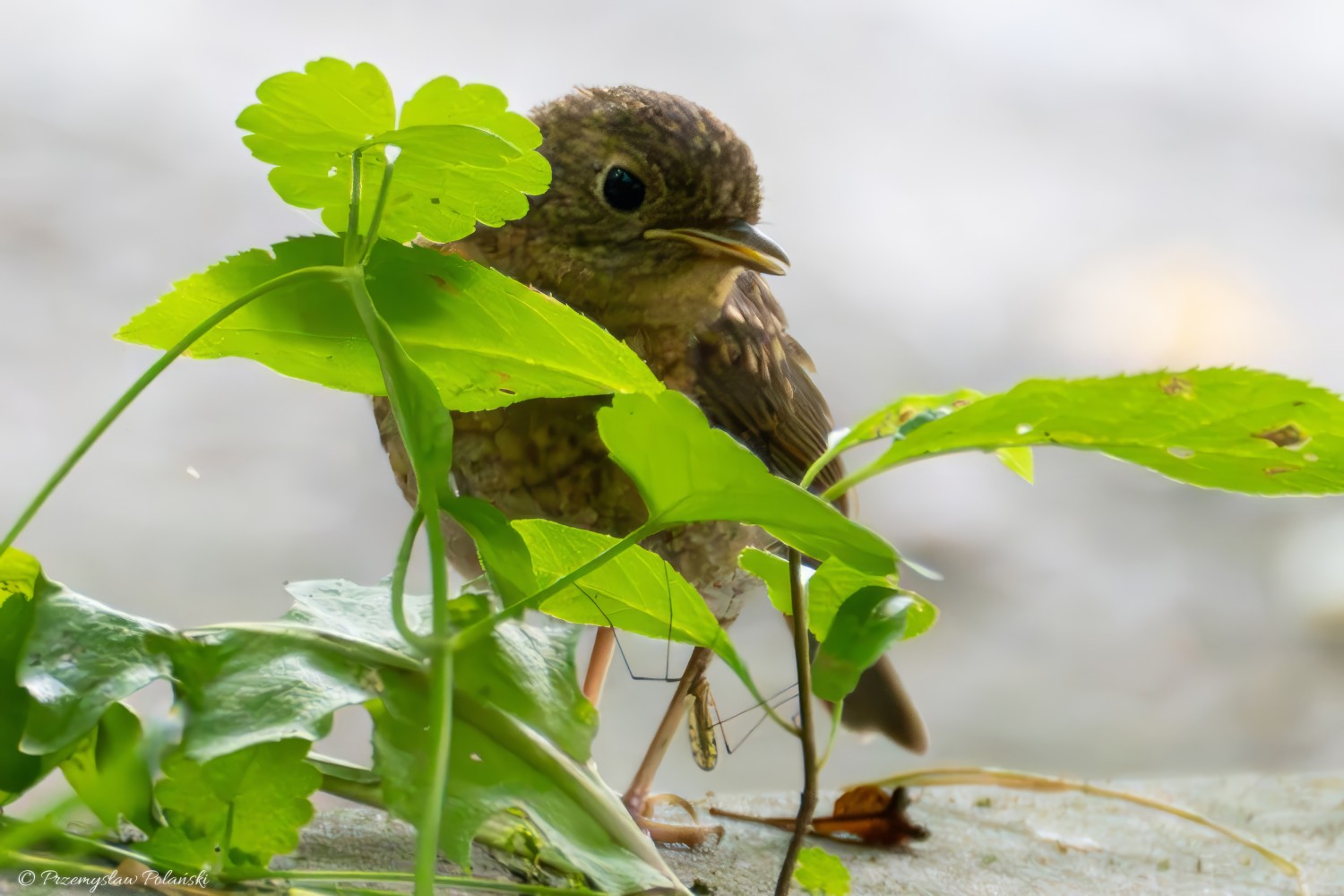 livebirdspoland_bdcd76c65174e0b57fb2836ee8a404ce.jpg