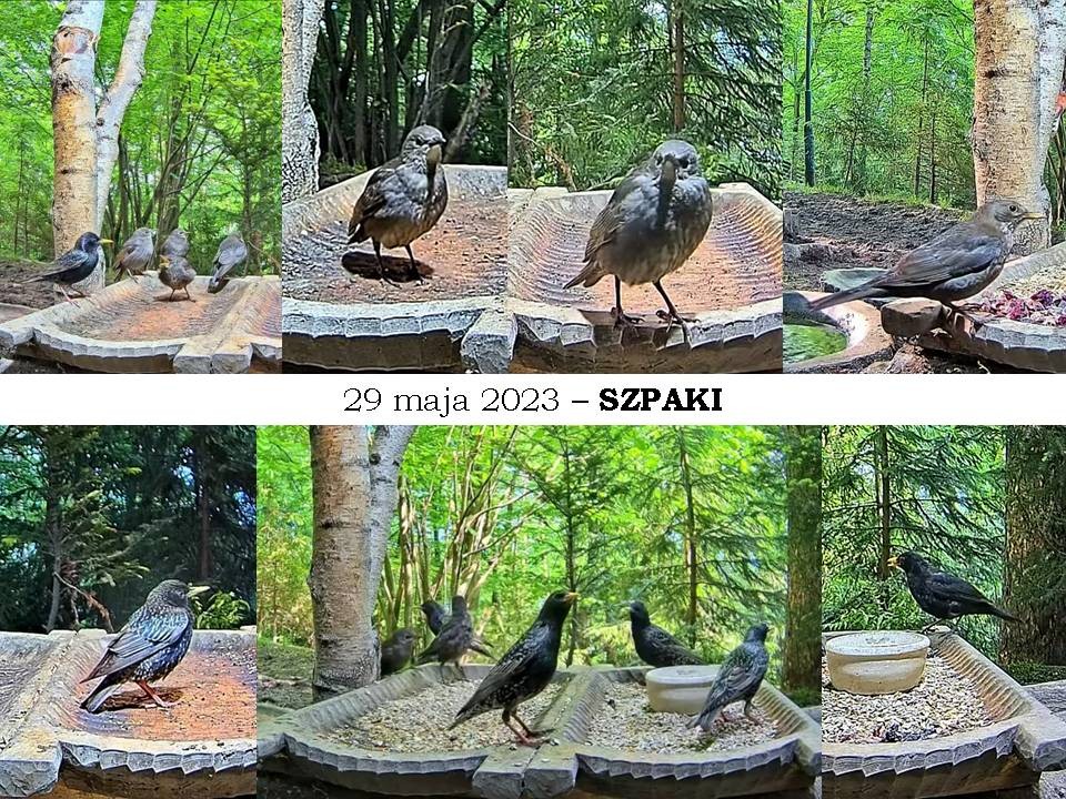 livebirdspoland_23a5740d85deebf18045dee7e3e1ccf8.jpg
