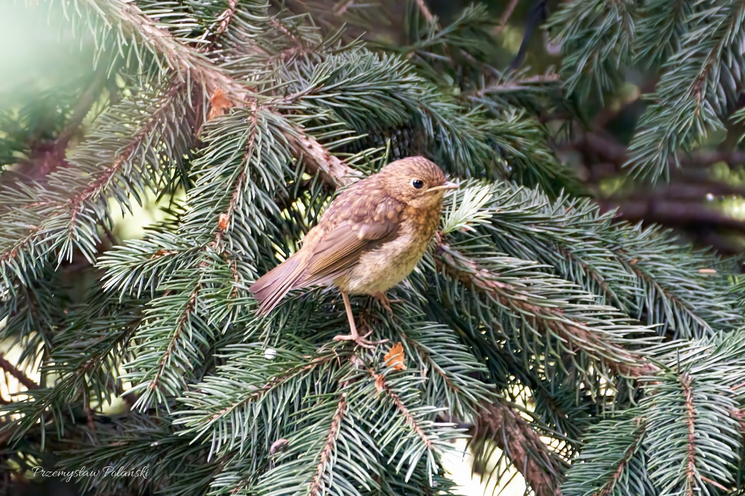 livebirdspoland_a01c4284d0ff13fcc7e1aad6420336d9.jpg