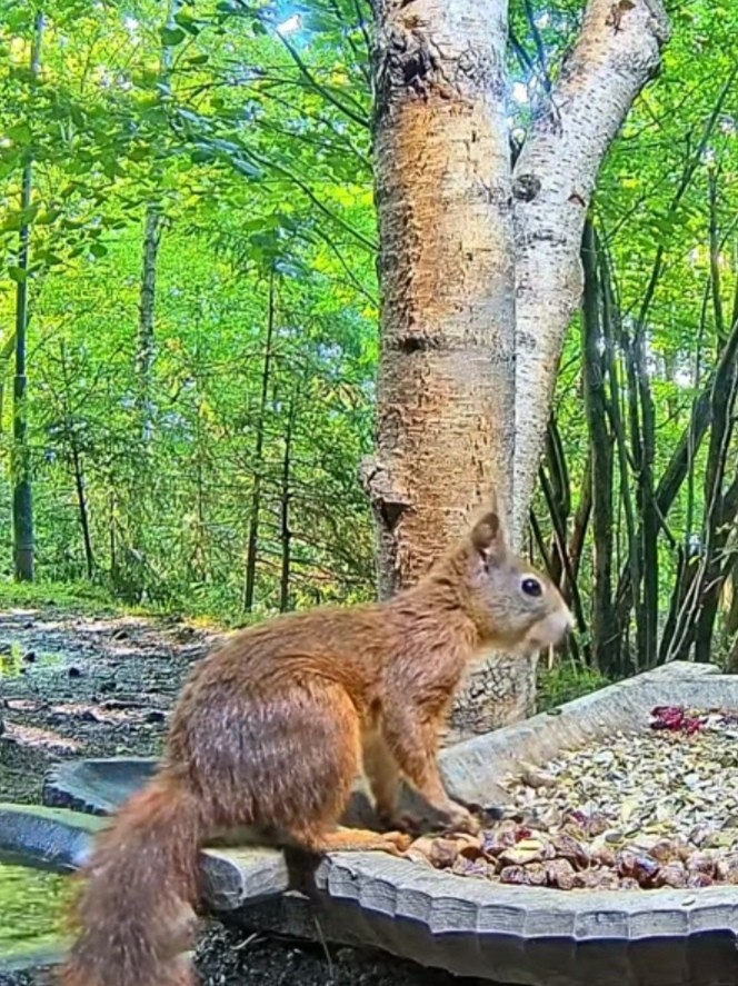 livebirdspoland_02e9f2eaf39a2dea79648a8743ed0bd9.jpg