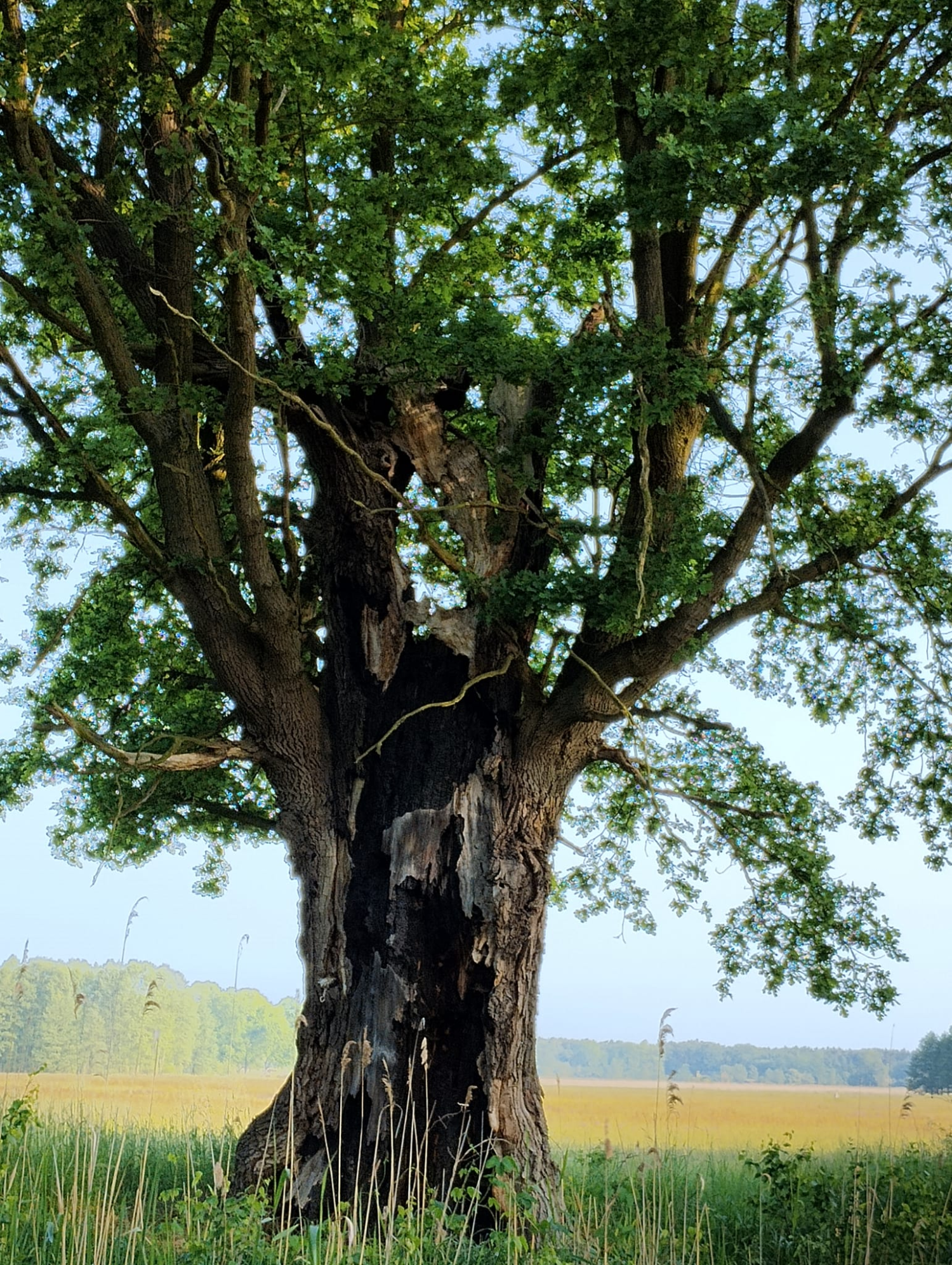 livebirdspoland_a4169b51ab0e0b070ac330cacc753de8.png