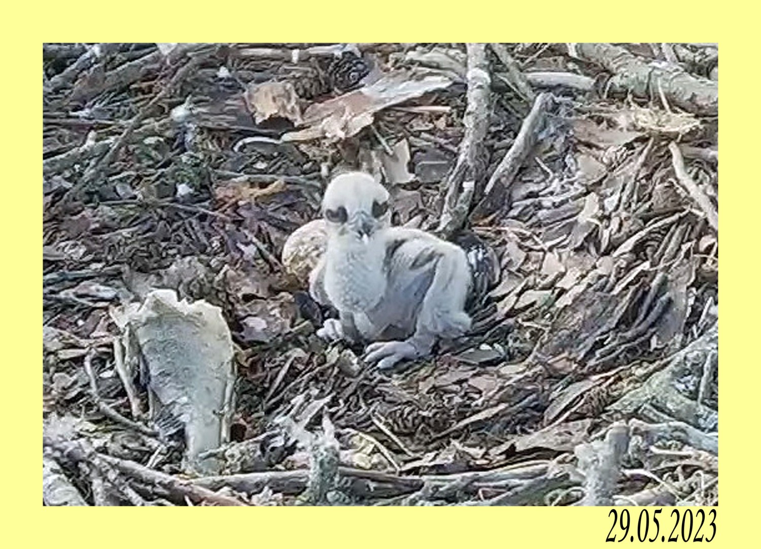 livebirdspoland_a5246bfcf8a115b4c7dcf413b84131a2.jpg
