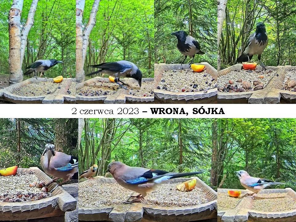 livebirdspoland_423d4cb828ca90d902a5a8d4b09f5844.jpg