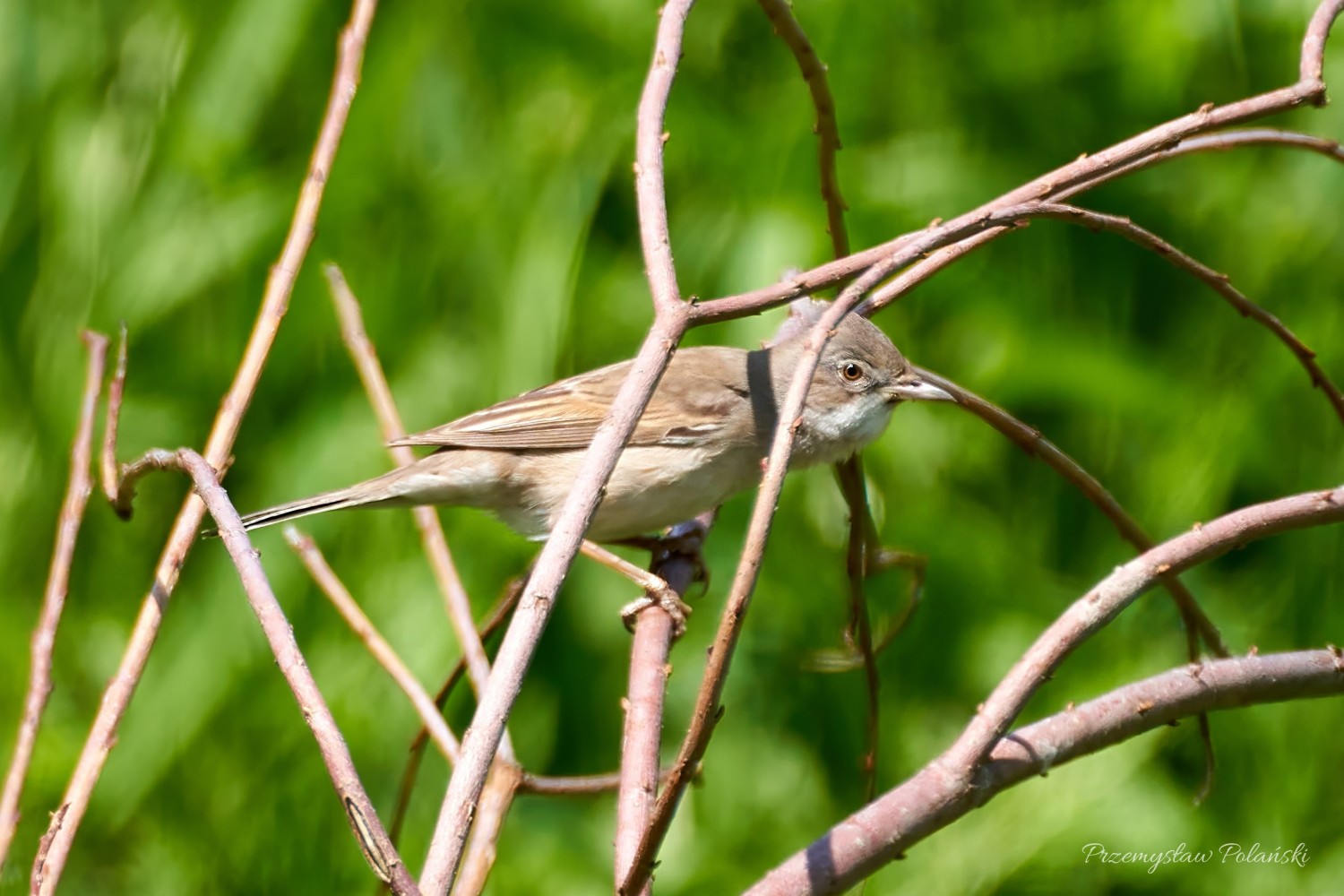 livebirdspoland_1773959b6f7d10021045923c08990fa0.jpg