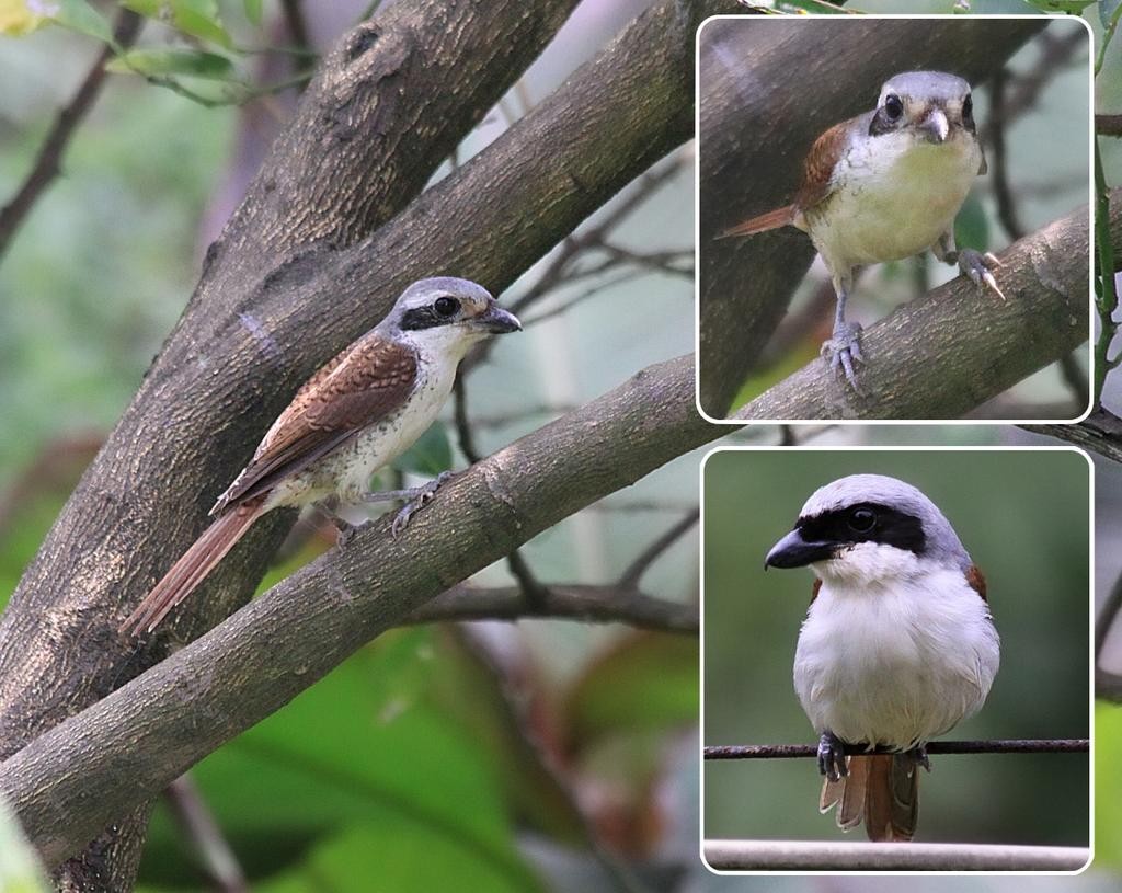 livebirdspoland_d9eb8e225df70cb913e8f4cb15a6df45.jpg