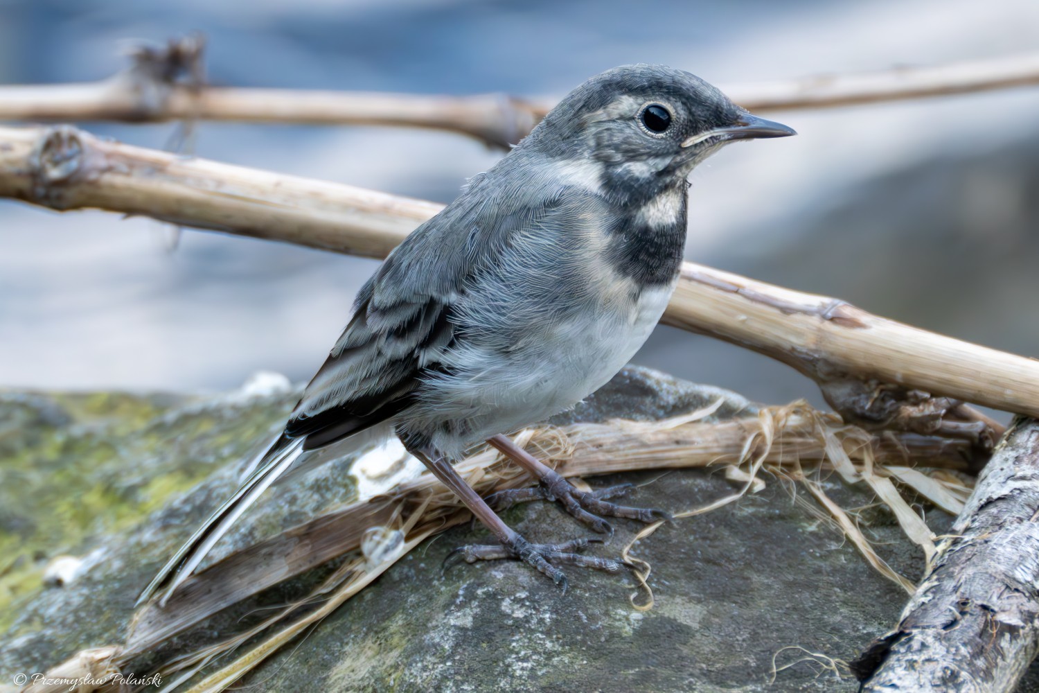 livebirdspoland_3c7e4be73b046aaad63412e215b31d53.jpg