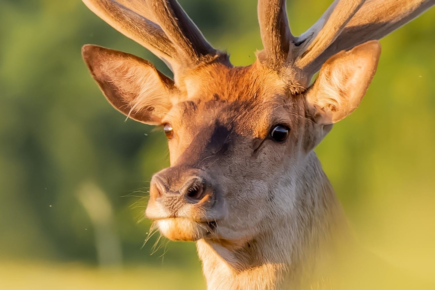 livebirdspoland_15ee3f7e343e662ef625038c0516f629.jpg
