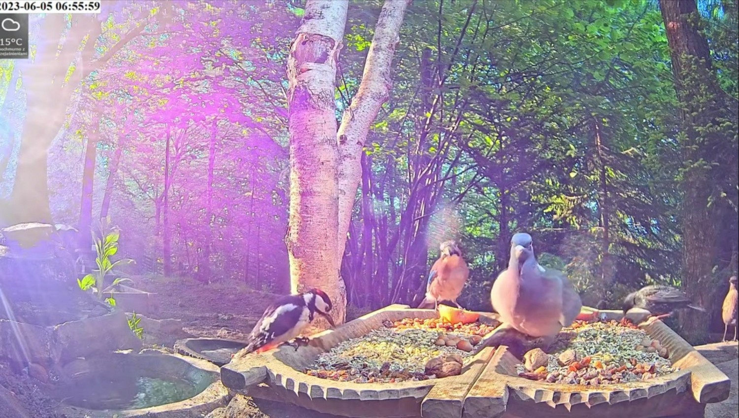 livebirdspoland_e87a9678b2c1e08b887c5b99526e62d3.jpg