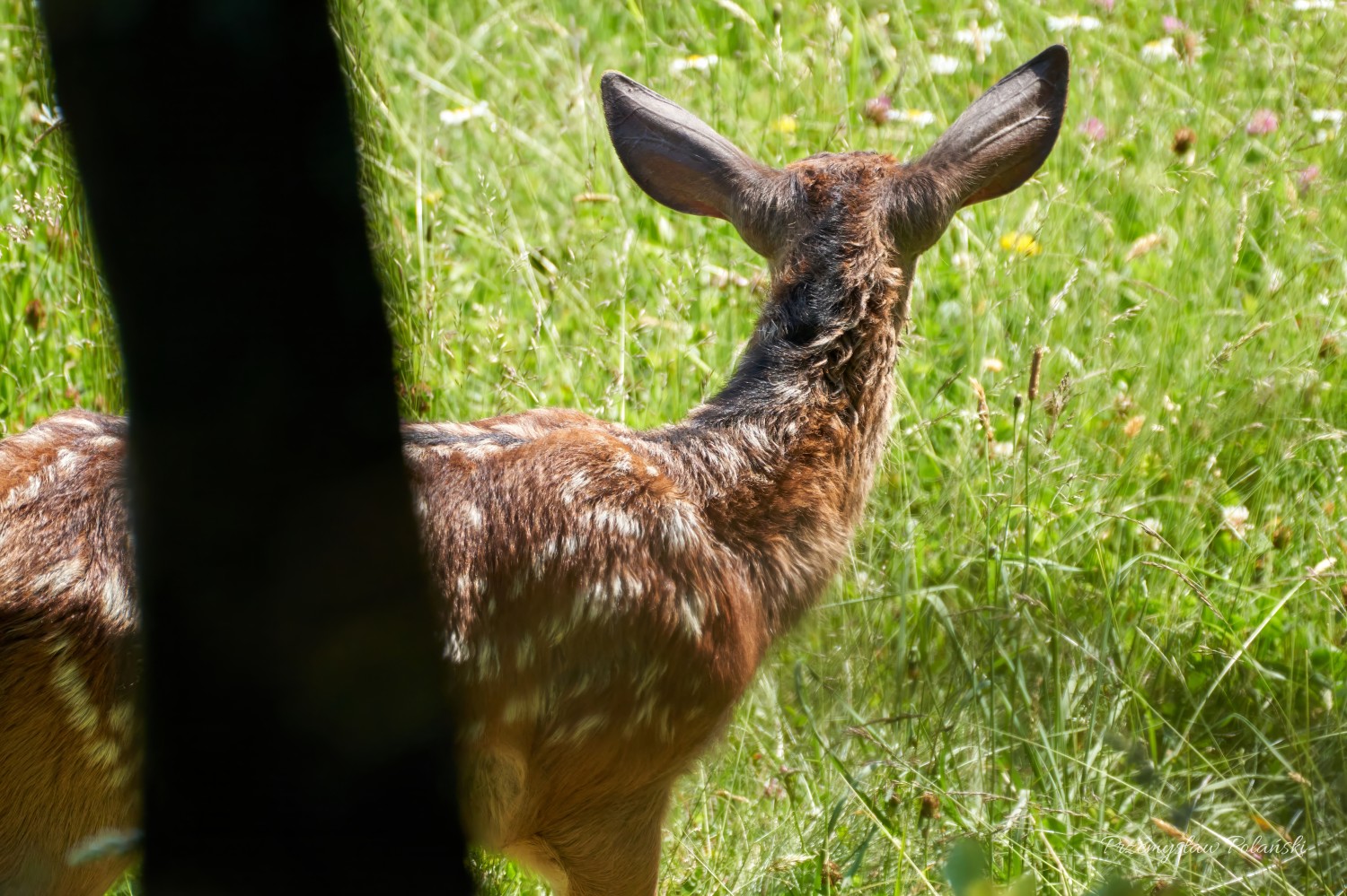 livebirdspoland_fb2f5a4340533c975673f77b2f9fdd2c.jpg