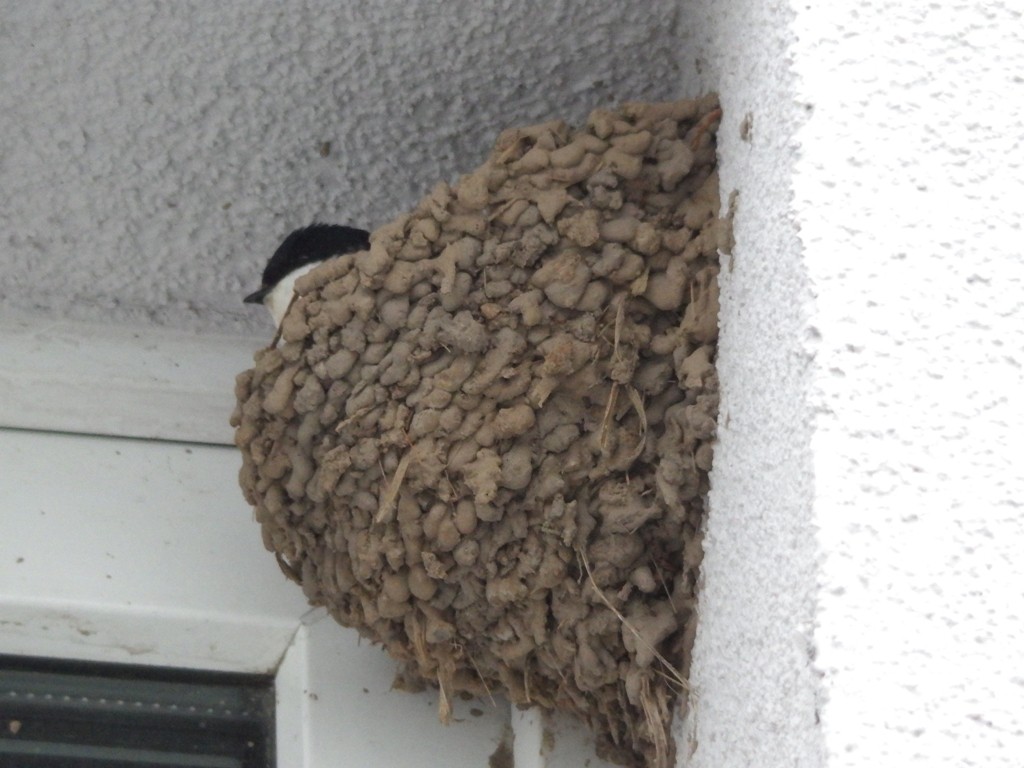 livebirdspoland_9a3a1a2a02b34d0f68f1aeae40b4dae4.jpg