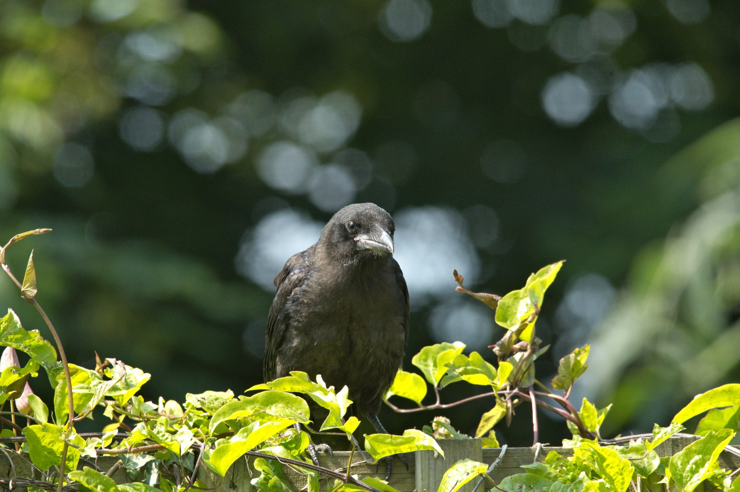 livebirdspoland_6863be00860404dbf31d9fef2362aa58.jpg