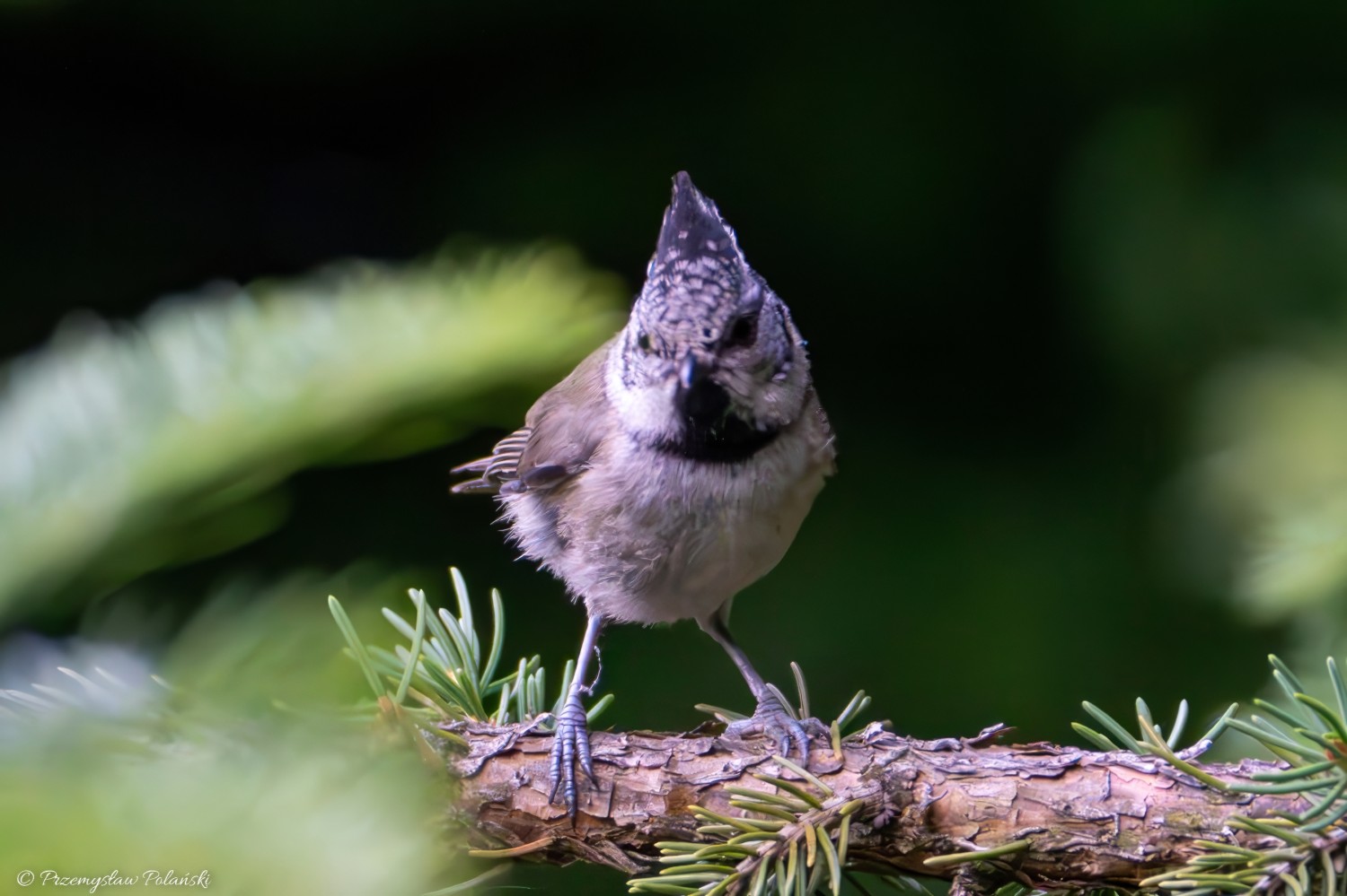 livebirdspoland_91002b127750842cf7f7dc6b7225d391.jpg