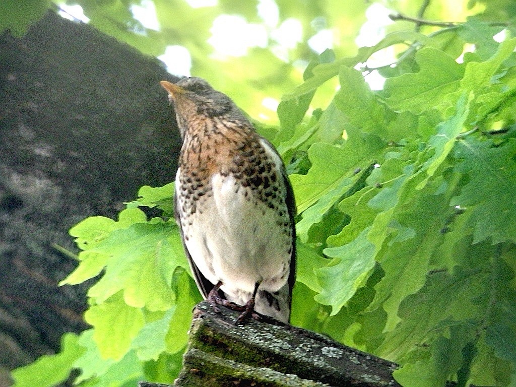 livebirdspoland_cf69e6314db1325d911110c75f2620d0.jpg