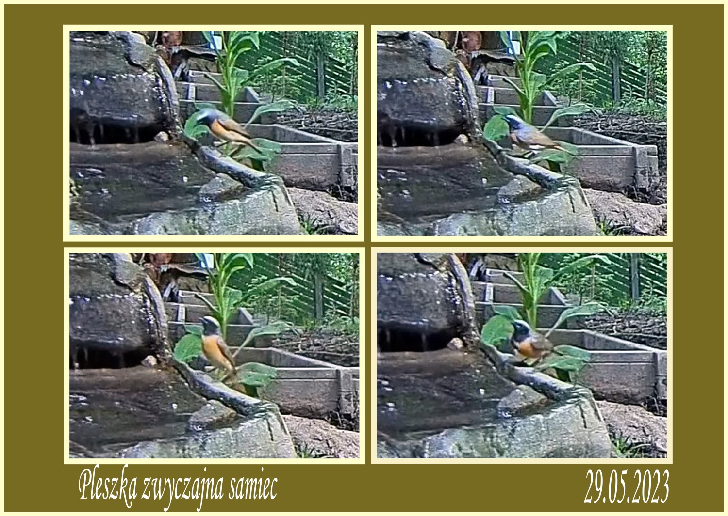 livebirdspoland_ecc9c8836c8e44d17b3b1b62936a6f18.jpg