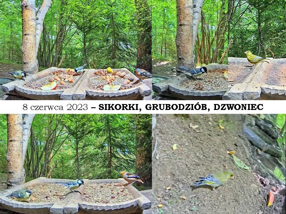 livebirdspoland_a2227004b7d2d43e1810a6d9e6b933a8.jpg