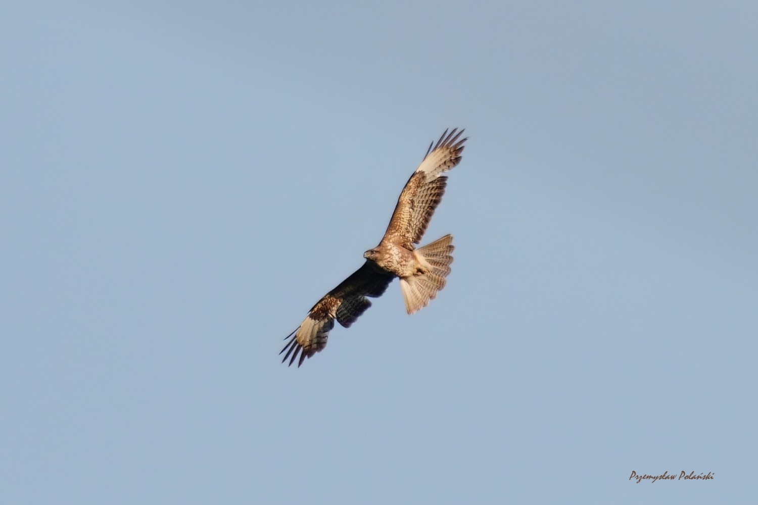 livebirdspoland_8142e212e56c8cf455f8b188808b40d0.jpg