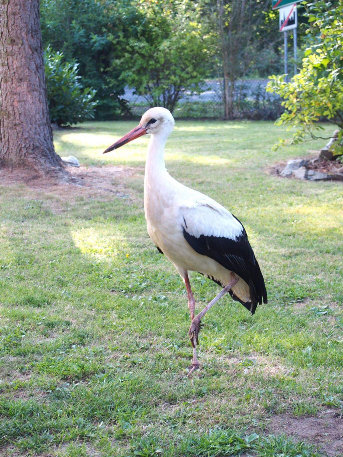 livebirdspoland_4d39e73358bfe0c578a47c6c29e11a27.png