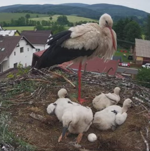 livebirdspoland_8d72f49b40327d5c10143f659a56350f.png