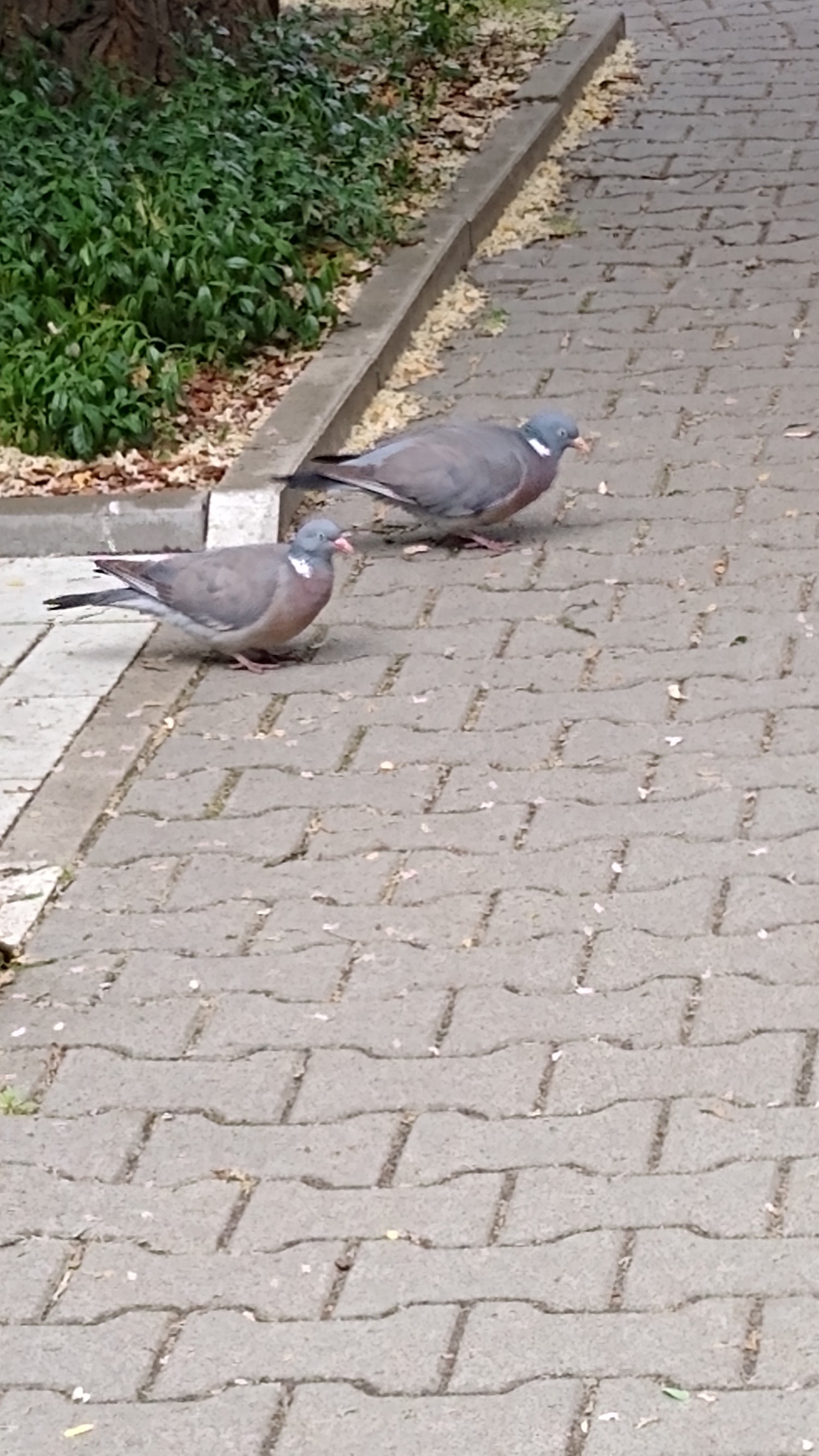 livebirdspoland_c0df84720b6c7e82c7bdee627cb5cb1d.jpg