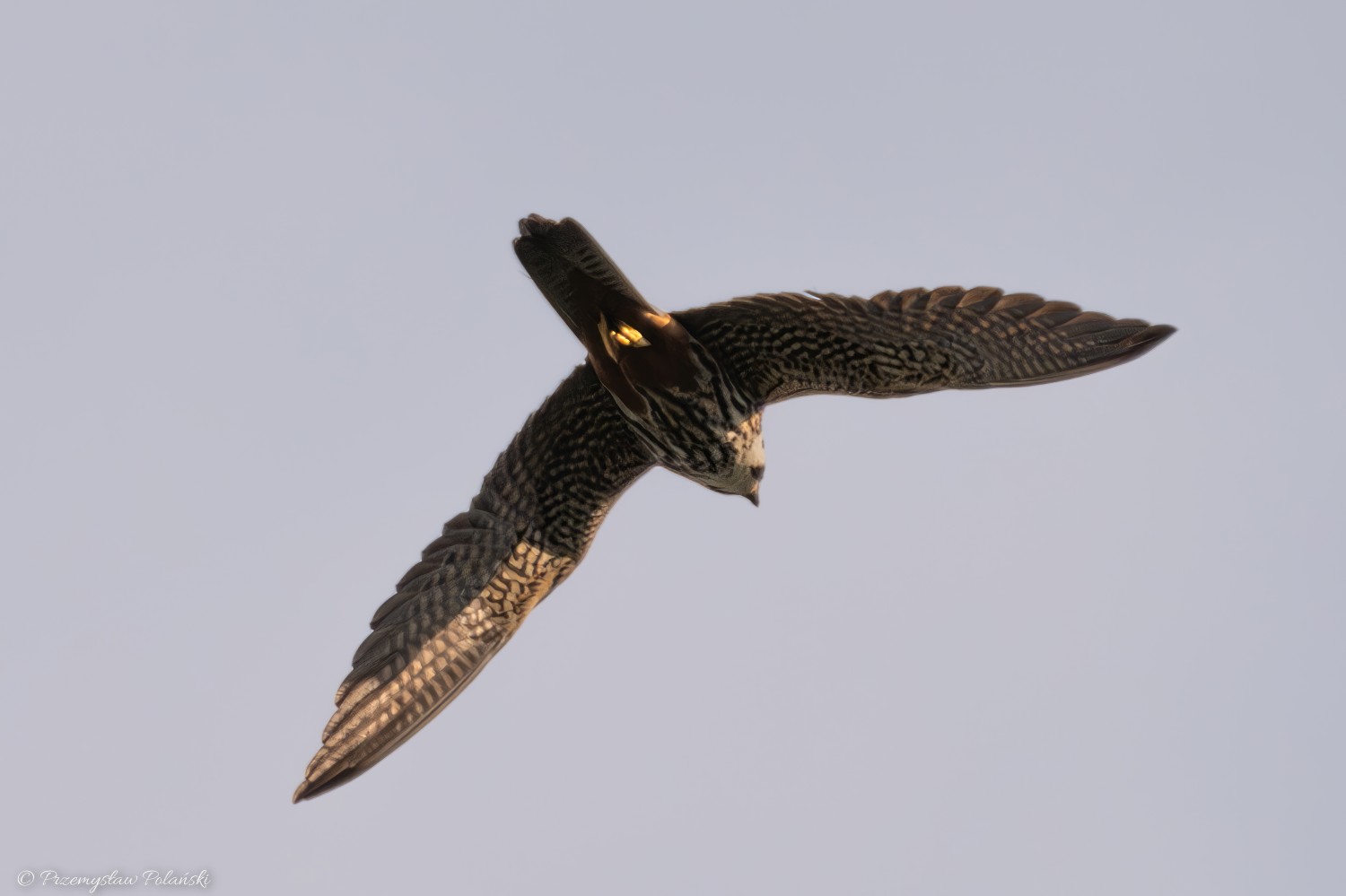 livebirdspoland_5773afebea79c8a811325a179f703679.jpg