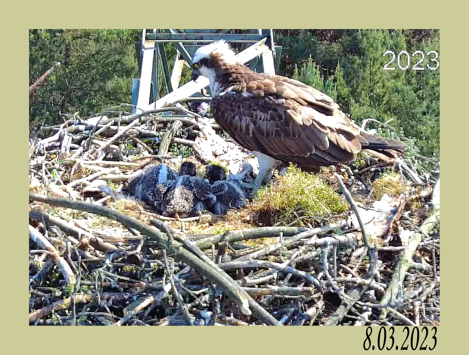 livebirdspoland_9eb099d72b2ebc816064637cd50833fd.jpg