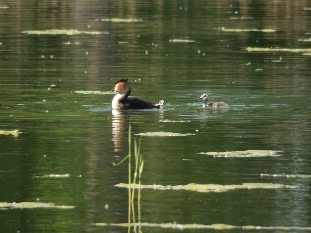 livebirdspoland_34294d70775c664a26c99b4ec052b646.jpg
