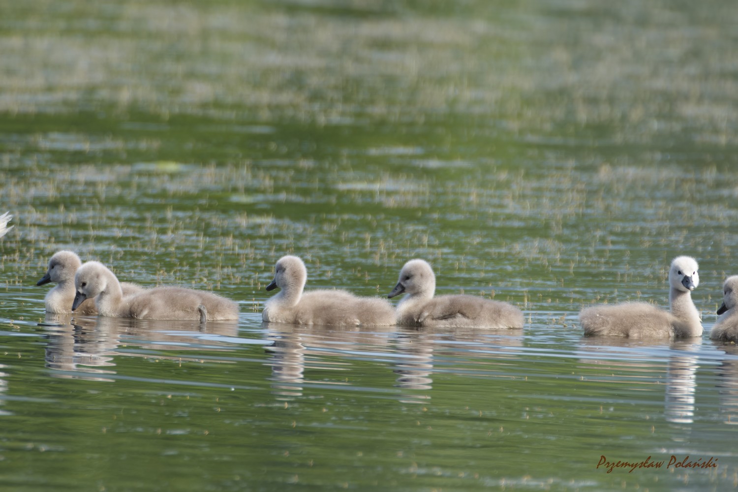 livebirdspoland_857222e23d3cf05ad448fa289be95125.jpg