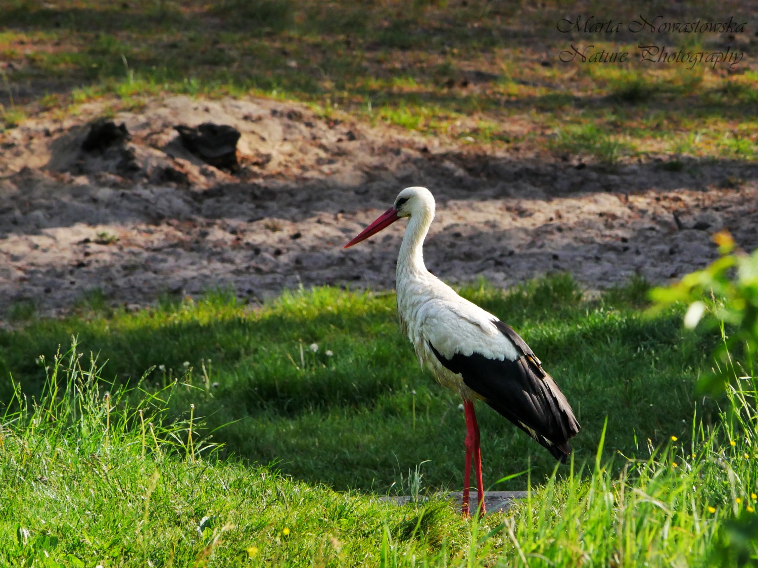 livebirdspoland_7357870104d191e52ff1dbba697eb828.jpg