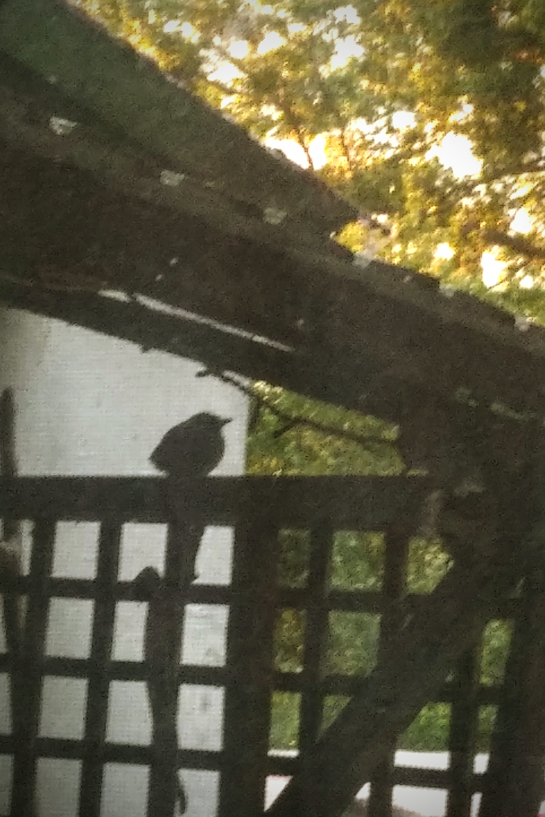 livebirdspoland_c4e61f0c281b1fe728b2c3f783e1f9bc.png