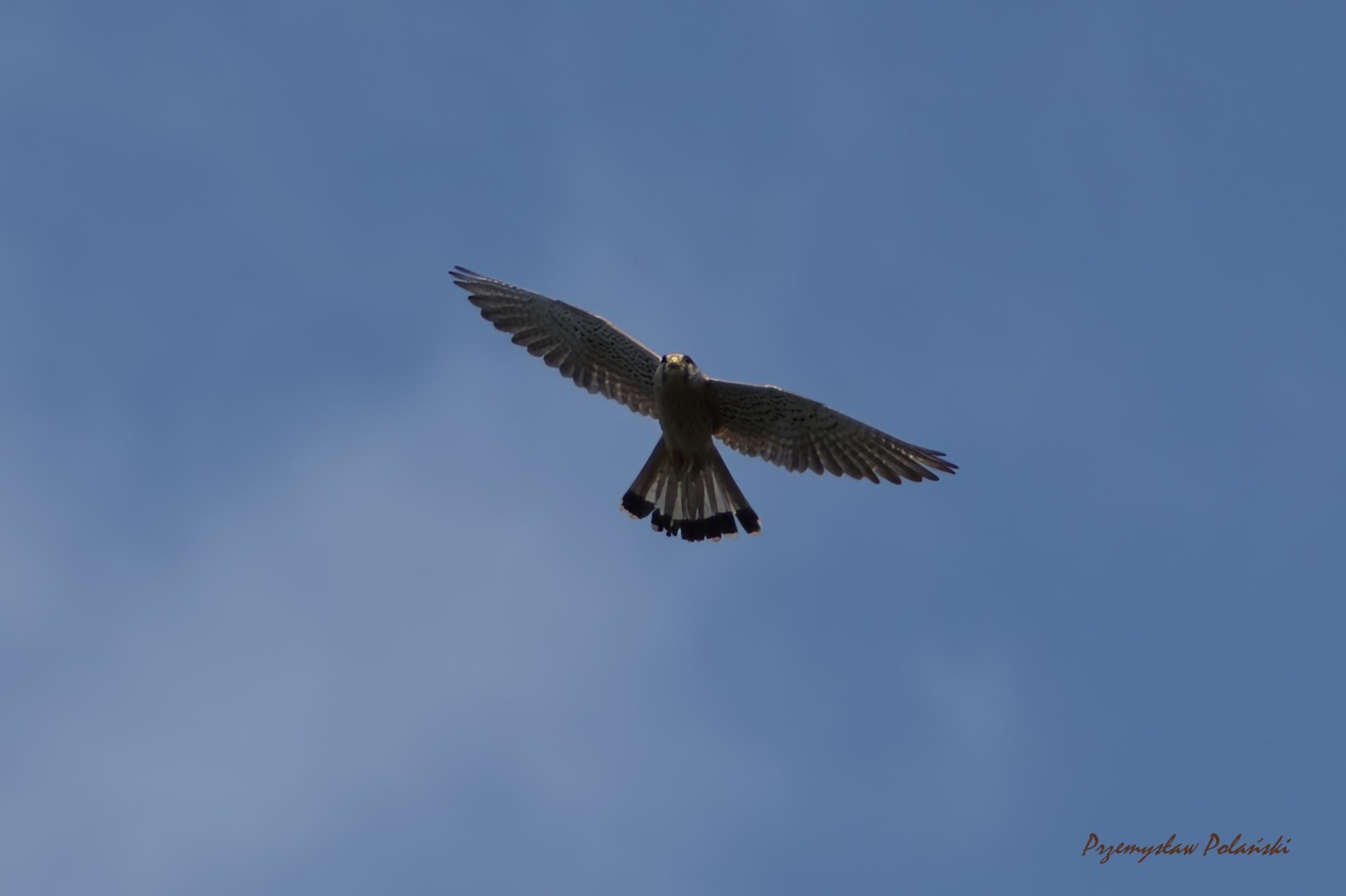 livebirdspoland_004e57f46bc5fe44fe03adc4650ef114.jpg