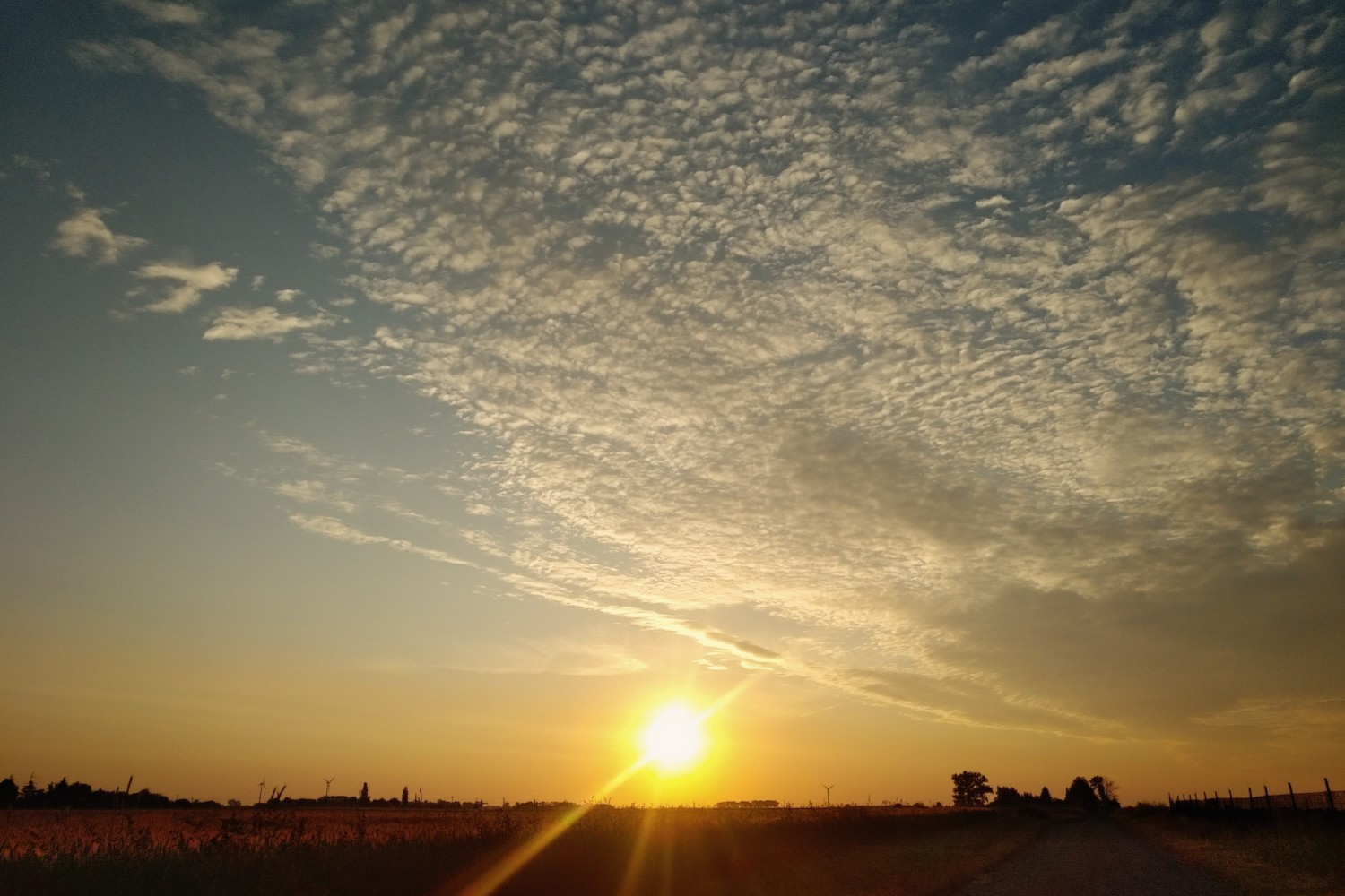 livebirdspoland_c2a9b597f1306d2d09e0b37461803606.jpg