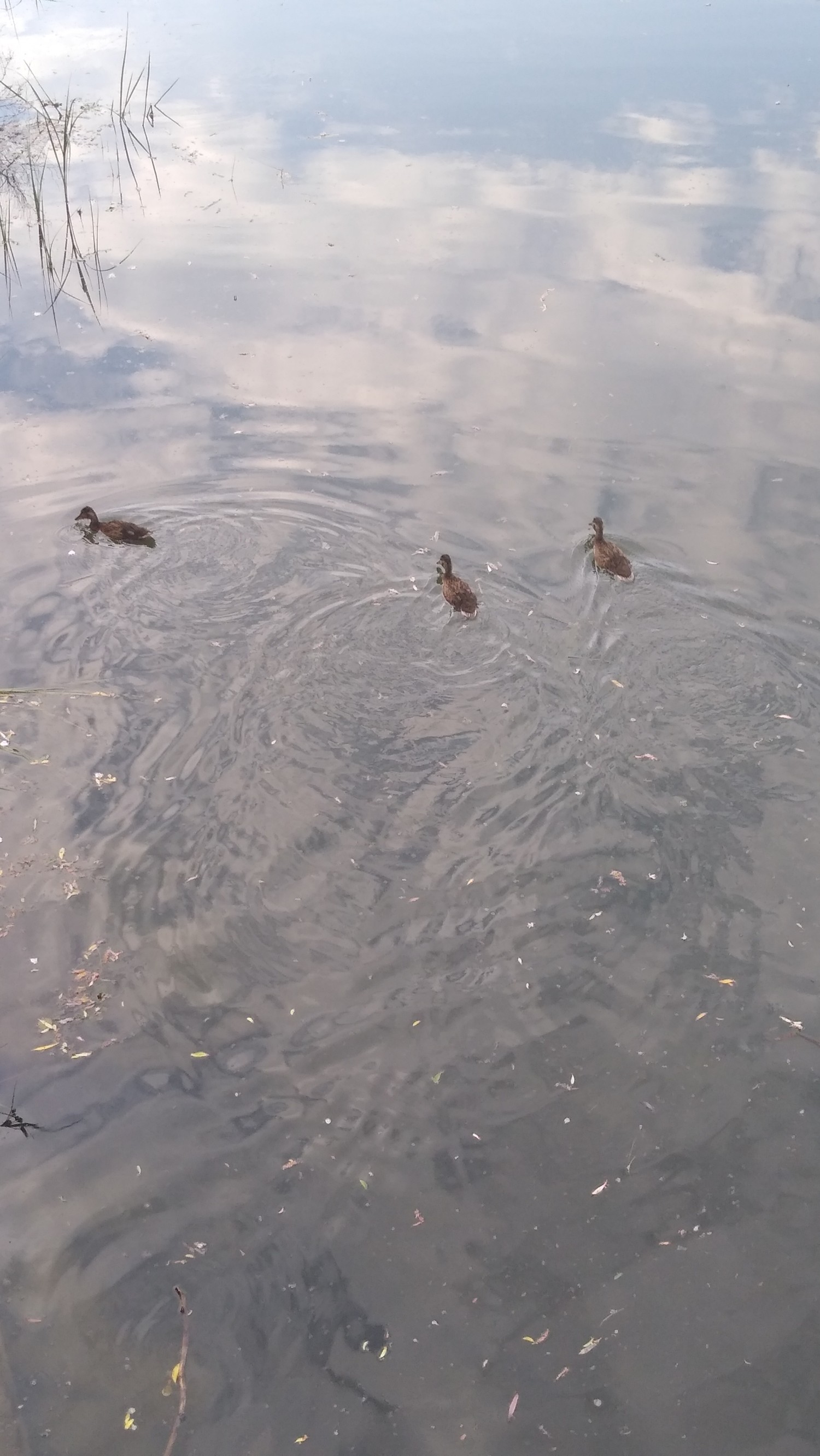 livebirdspoland_650404dcb9a0b812ffed62274371bde7.jpg