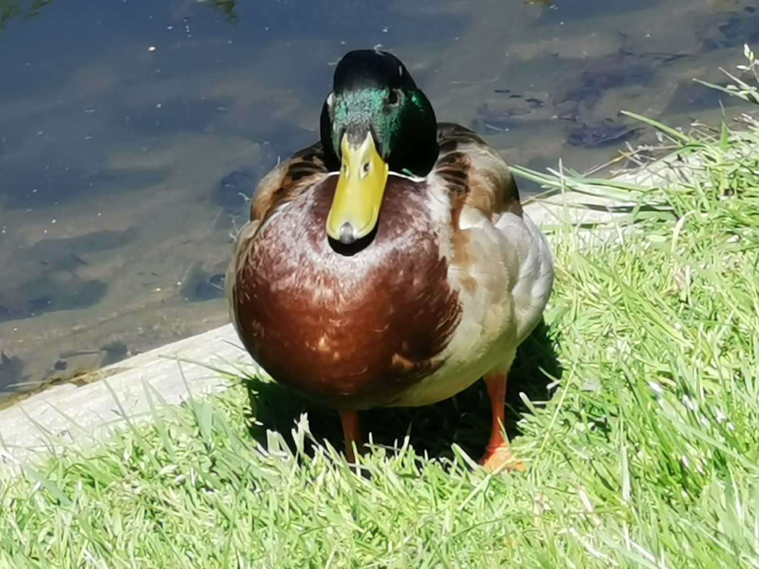livebirdspoland_039b5b9f3dea48efbbd8e62fb4384187.jpg