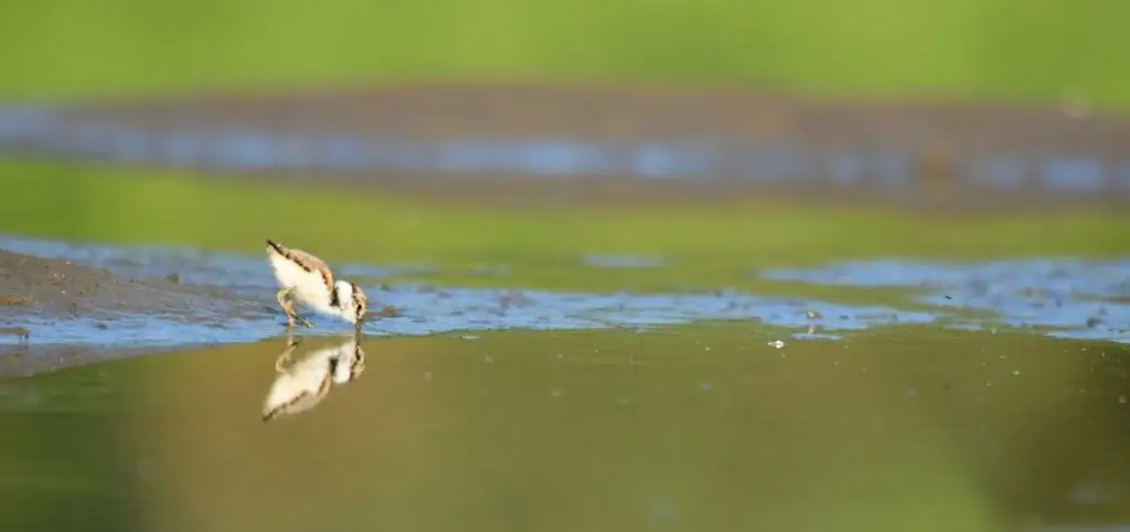 livebirdspoland_75857198eb820558659e4b87f7298c42.png