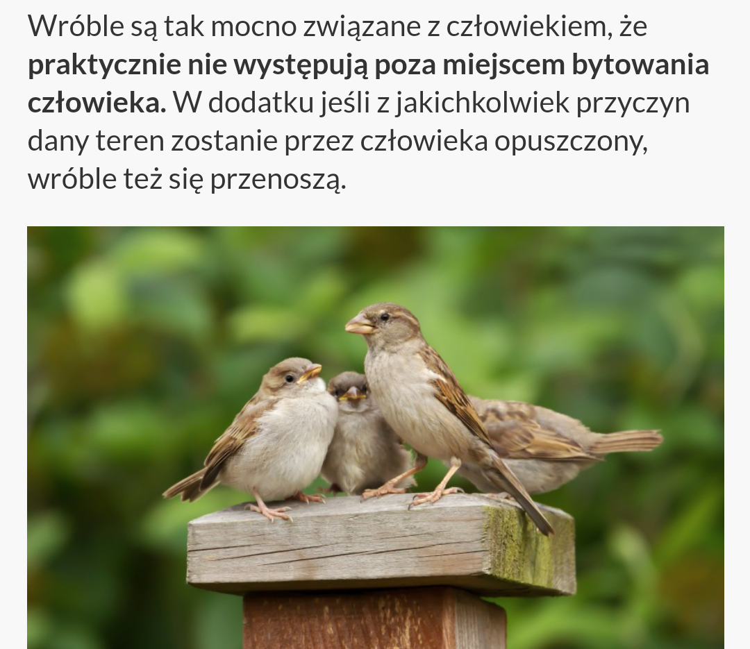 livebirdspoland_7c0cebfcaf82eb809a240b2ba5c73f10.png
