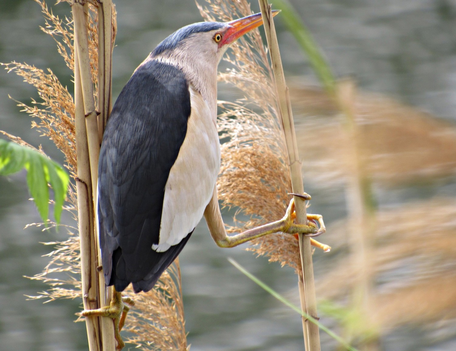livebirdspoland_55934c6f3a19ea088e01ccfbe12109a7.jpg