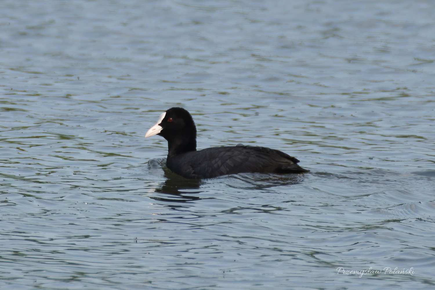livebirdspoland_d63f73d73771a8d3321cf518bc5308c5.jpg