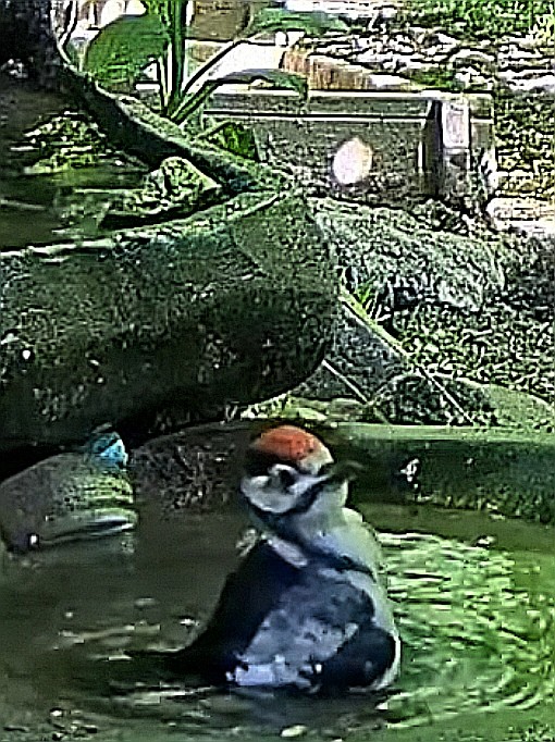 livebirdspoland_76cff2d8e7e851073ba261ac0fa71ffb.jpg
