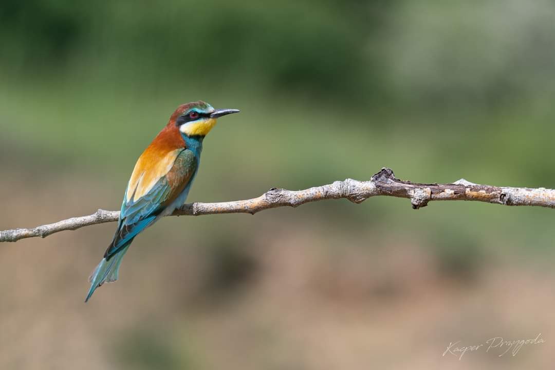 livebirdspoland_e9def85891074b9a316c33e7c918f554.jpg