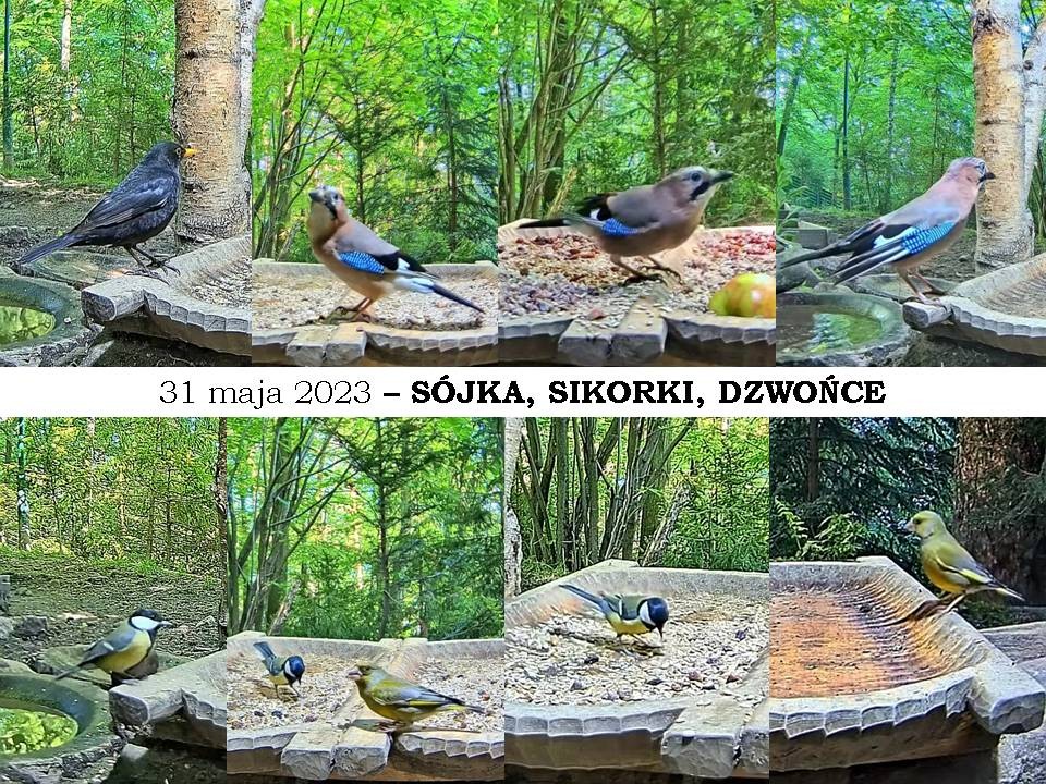 livebirdspoland_8bff52ef29121ede412bc4613c124ffa.jpg