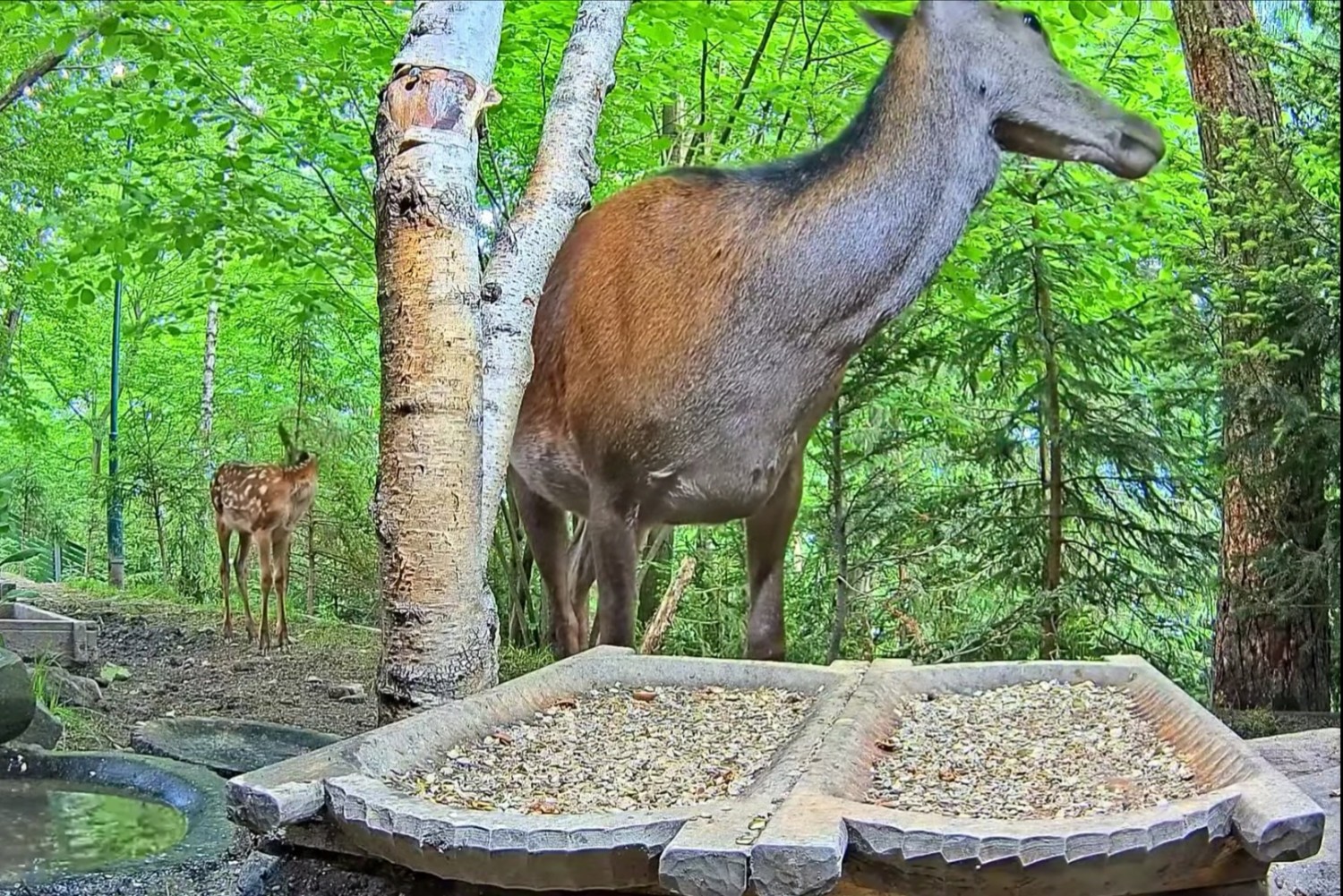 livebirdspoland_3364f543d170e7c8b6d31ca65888c0b8.jpg
