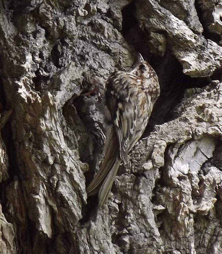 livebirdspoland_b1c46ece59c6374c895b4e4a3cc84d6f.jpg