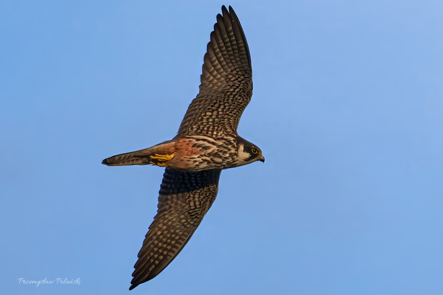 livebirdspoland_c0686cc16bf35df5c28a8493de83763b.jpg