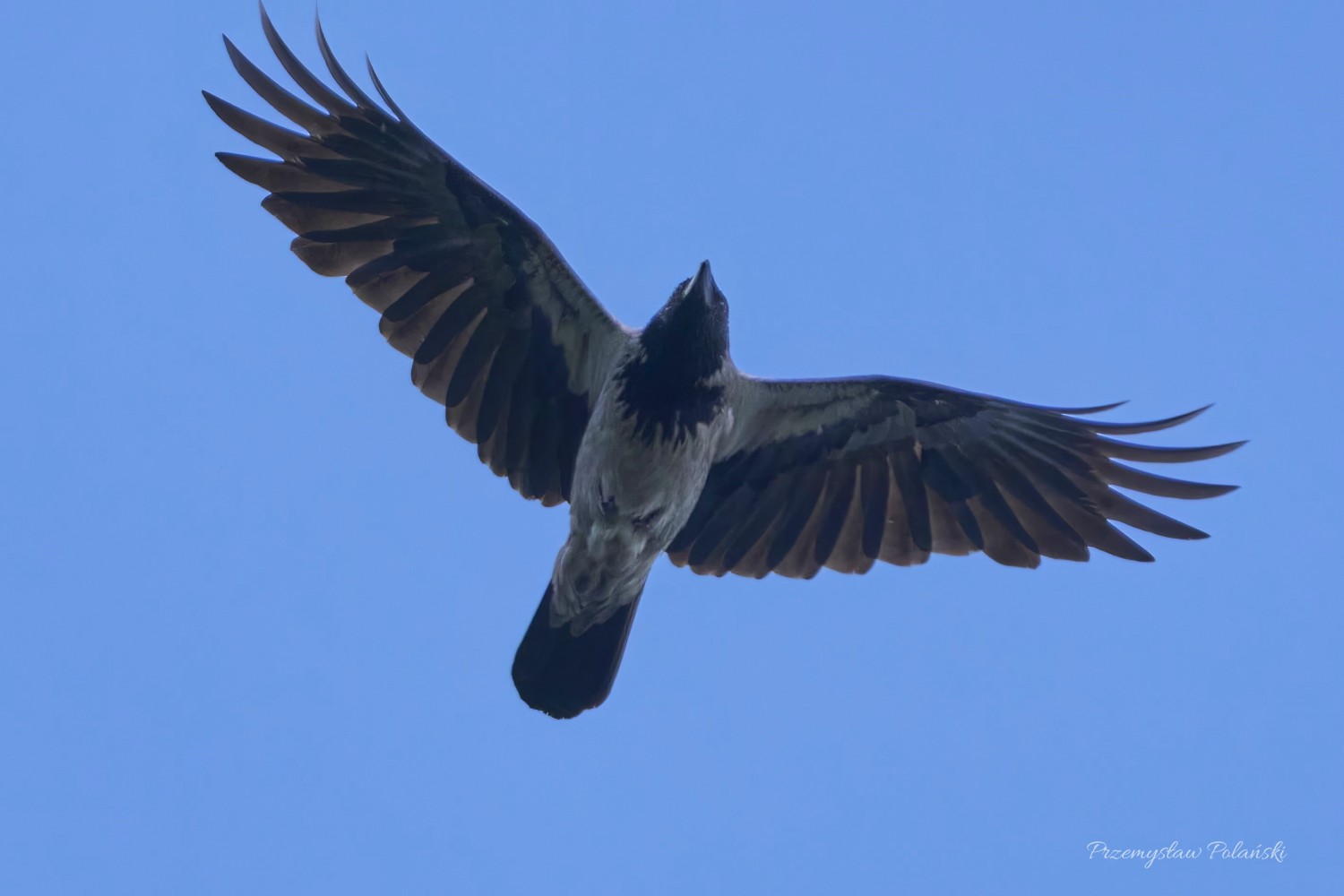 livebirdspoland_9d0be10ff29f29660743ca18b0937734.jpg