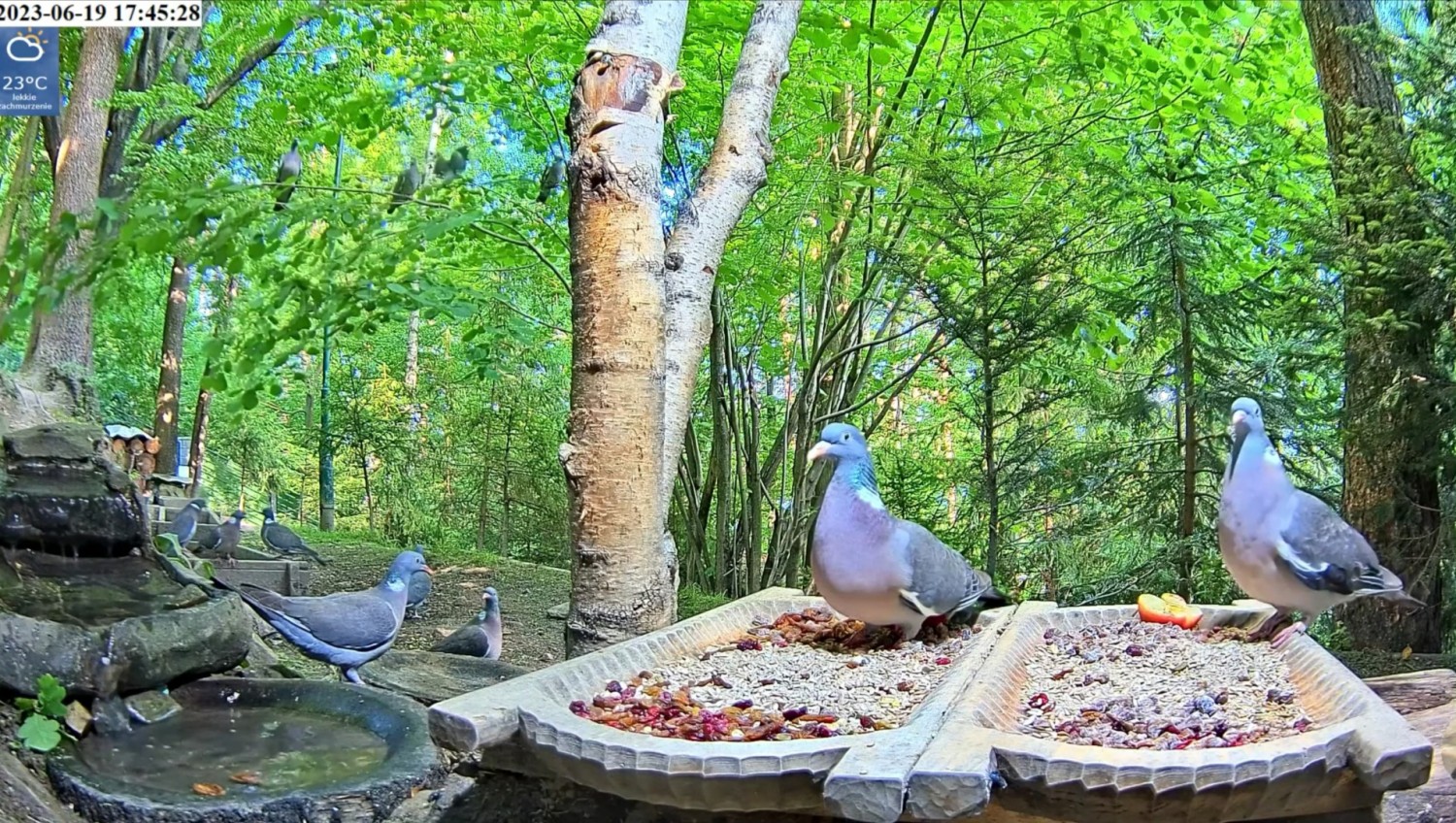 livebirdspoland_488d2227edc311684bf9f031e0066ea7.jpg