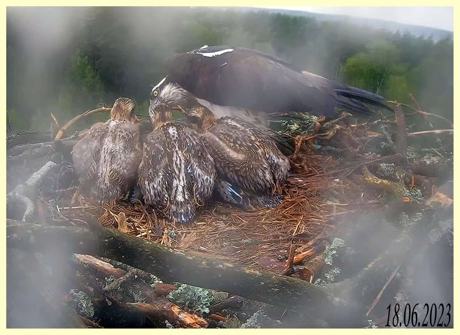 livebirdspoland_f871aae86ffd593e4c650965f4b47160.jpg